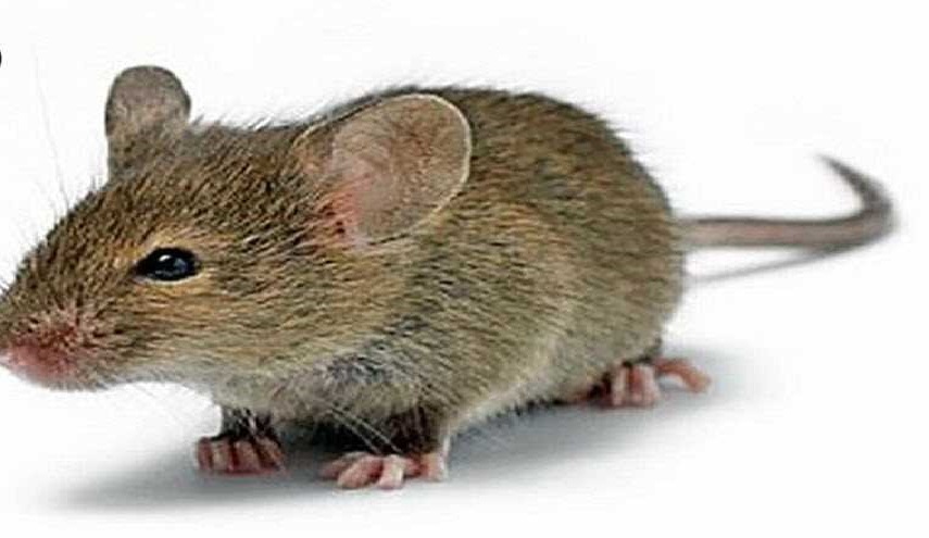  لن تصدق: تخلص من الفئران والقوارض بهذه البساطة!!