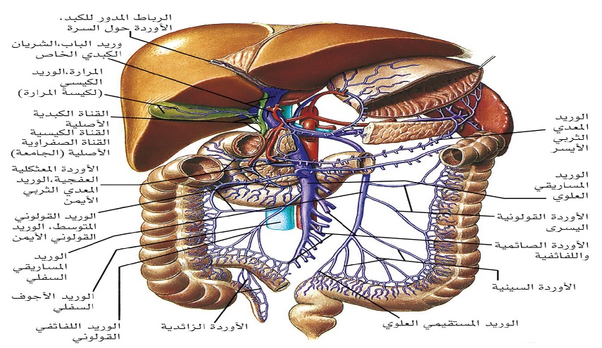 كيف تحمي نفسك من الإصابة بأمراض الكبد