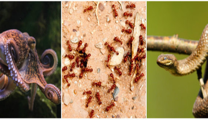 حيوانات وحشرات يمكنها إحتلال كوكب الأرض.. كيف ذلك؟!