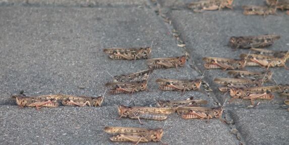 فضيحة غير متوقعة تهدد مباراة مصر والسعودية في مونديال روسيا 2018!!