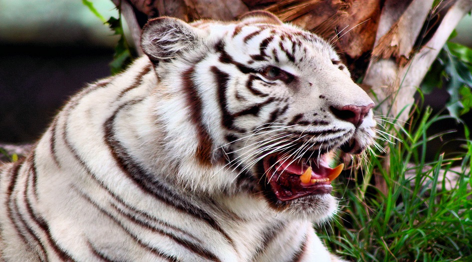 نمر يمزق عنق موظف حديقة حيوان حتى الموت!