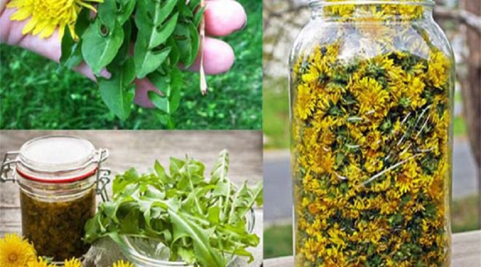 الهندباء البرية تعالج السرطان واليرقان والكبد والكلى والمعدة .. إليكم كيف تحضرونها