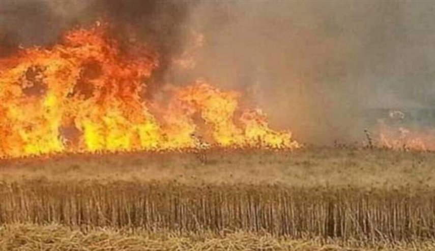 مصدر أمني: بعثيون ودواعش أحرقوا المحاصيل الزراعية للمساومة