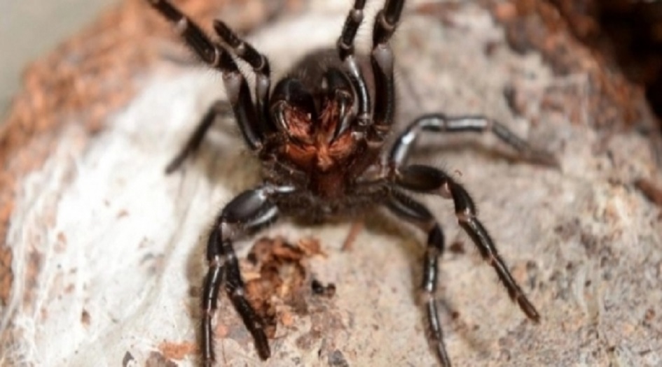 العثور على عنكبوت في مكان لن تتخيله!!