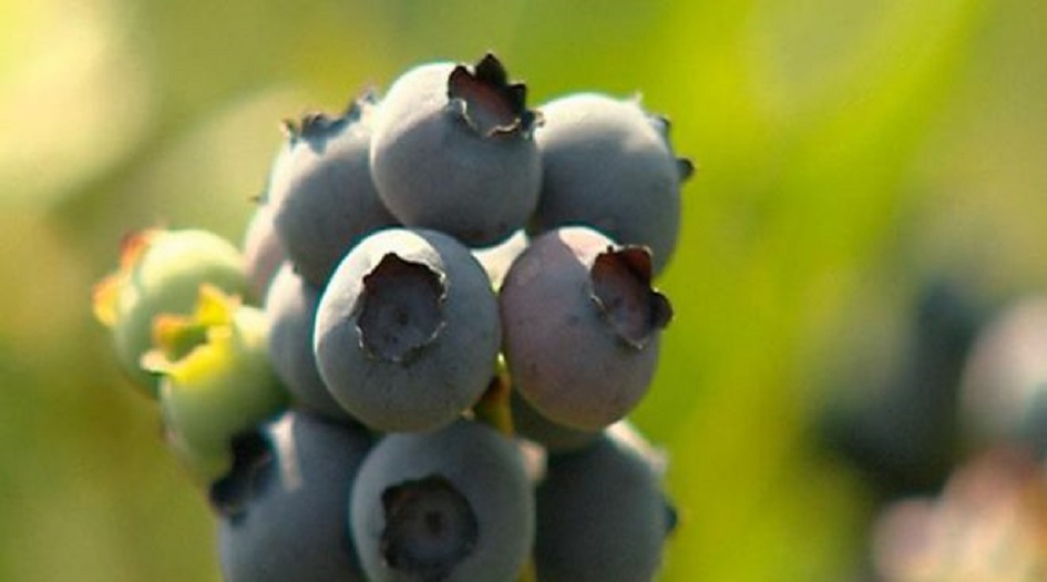 كوب من التوت الأزرق يومياً قد يغير حياتك!