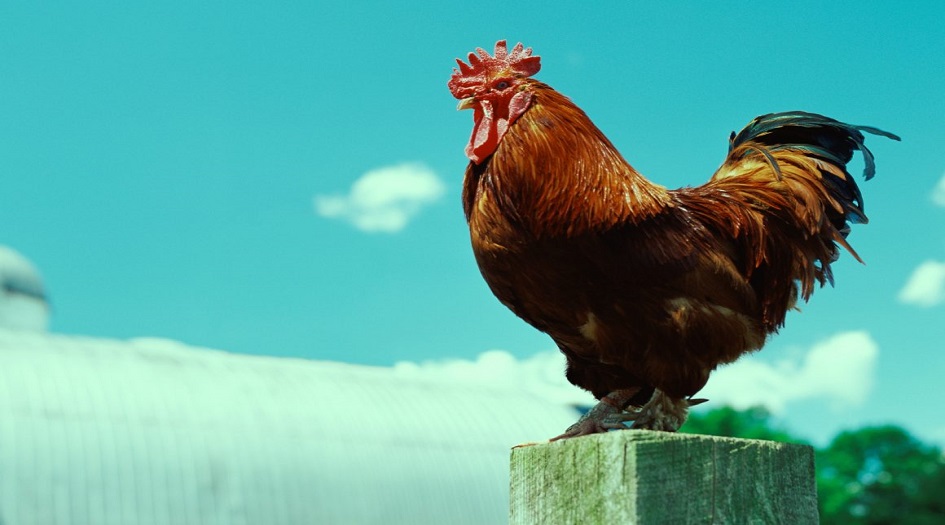 فرنسا .. أغرب محاكمة في التاريخ والمتهم ..  !!