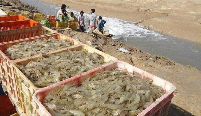 انتاج الروبيان في ايران يبلغ 52 الف طن سنويا