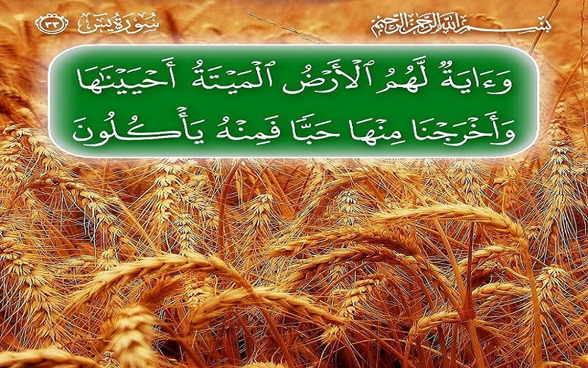 (وَآيَةٌ لَهُمُ الْأَرْضُ الْمَيْتَةُ أَحْيَيْنَاهَا وَأَخْرَجْنَا مِنْهَا حَبًّا فَمِنْهُ يَأْكُلُونَ)... (سورة يس المباركة، آية: 33)